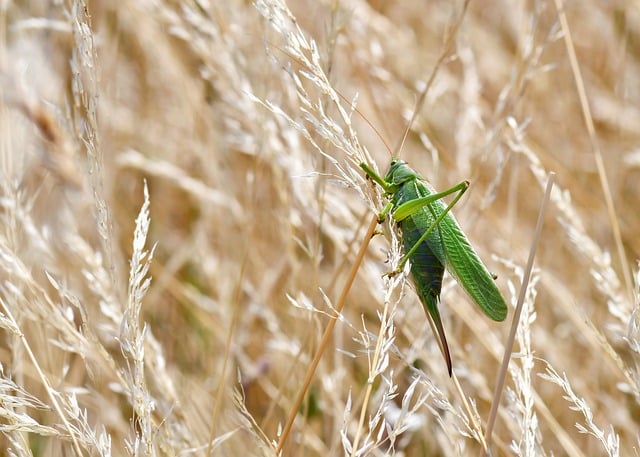 Cbd-öl und stressbewältigung: Mythen, fakten und anwendungstipps
